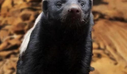 平头哥视频,视频揭秘其惊险刺激的冒险之旅