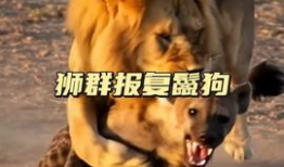 动物世界视频,揭秘自然界的生存智慧与奇观